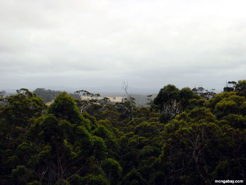 Rainforest Australien