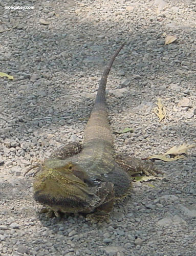 pictures bearded dragon