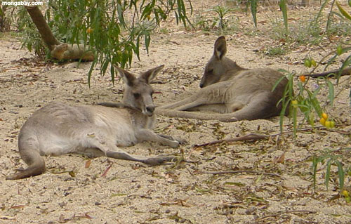 Kangourous, Australie