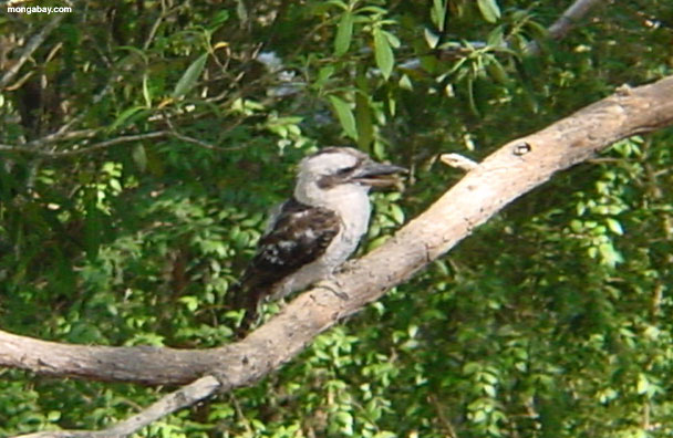 Kookaburra, Australia