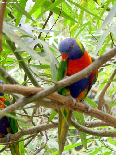 Regenbogen Lorikeet, Australien