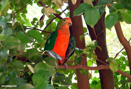 le Roi masculin Parrot