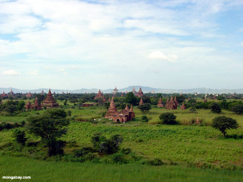 Tempie, Birmania