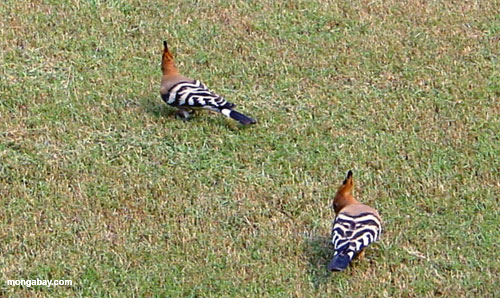 Oiseaux D'Herbe, Inde