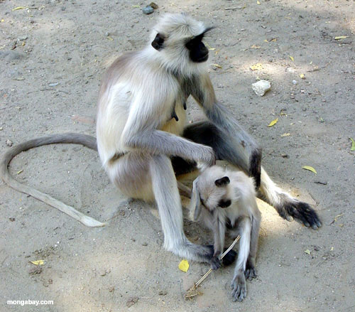 Monos, La India