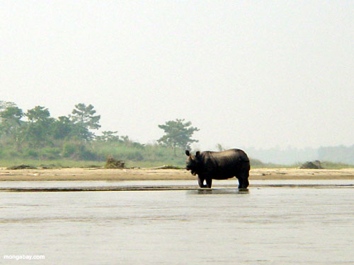 Rhinocéros, Népal 