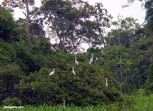 Egrets, America Del sud