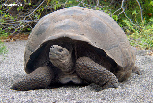 Galapagos-Schildkroete