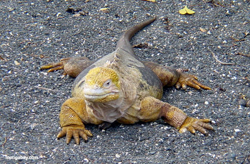 Terra Iguana, Gal�pagos