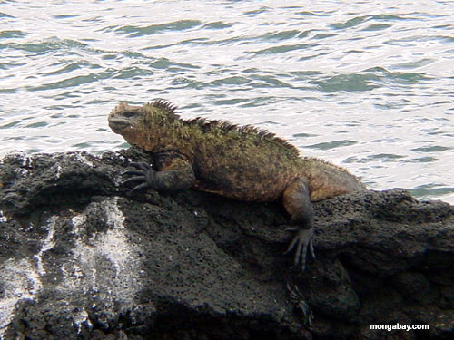 Marineleguan auf Lava