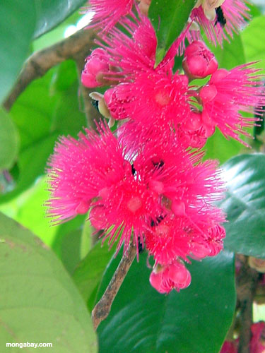 pink flowers images. flower (Brazil)