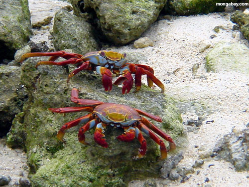 Caranguejos de Sally Lightfoot -- Galápagos